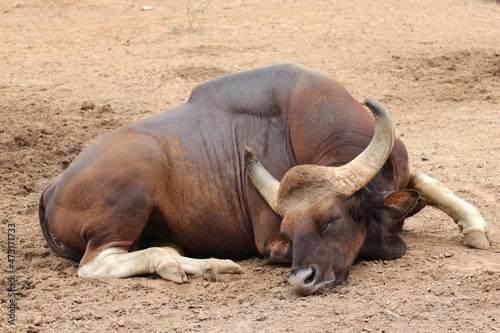 An Indian buffelo is sleeping at a Zoo.