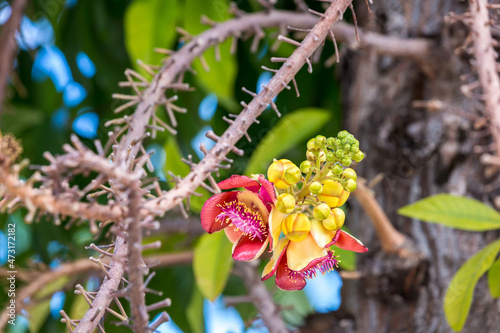 Shorea robusta flower. Sala flora or Shorea robusta flower on Cannonball Tree. Beautiful Shorea robusta blooming or Cannonball tree with natural environment photo
