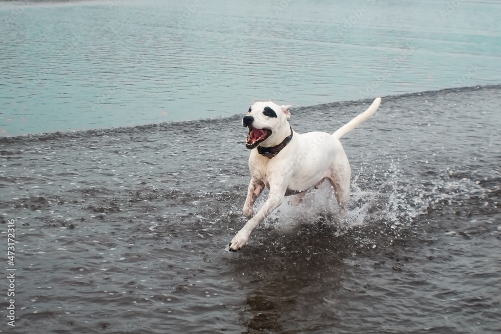 Perro Feliz, Playa Esterillos, Parrita, Costa Rica
