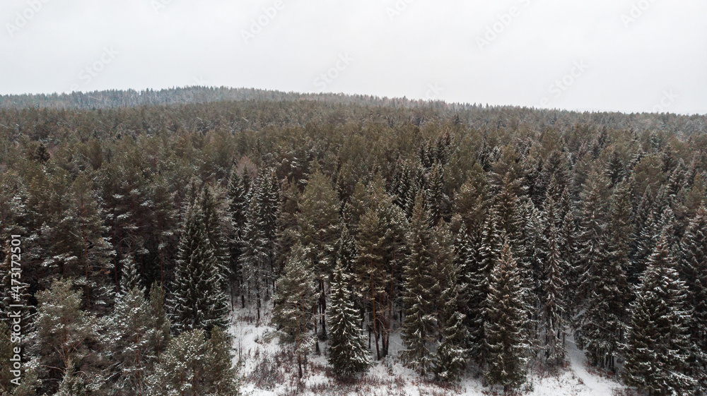 Natural winter background. The landscape of a pine forest covered with snow from the height of a drone flight.