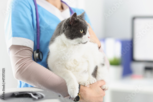 Fototapeta Naklejka Na Ścianę i Meble -  Veterinarian hold cat, female taking care of pets, professional vet doctor