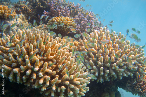 Colorful coral reef with plenty of fishes. Underwater landscape.