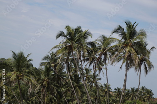 Wallpaper Mural palm trees on the beach Torontodigital.ca