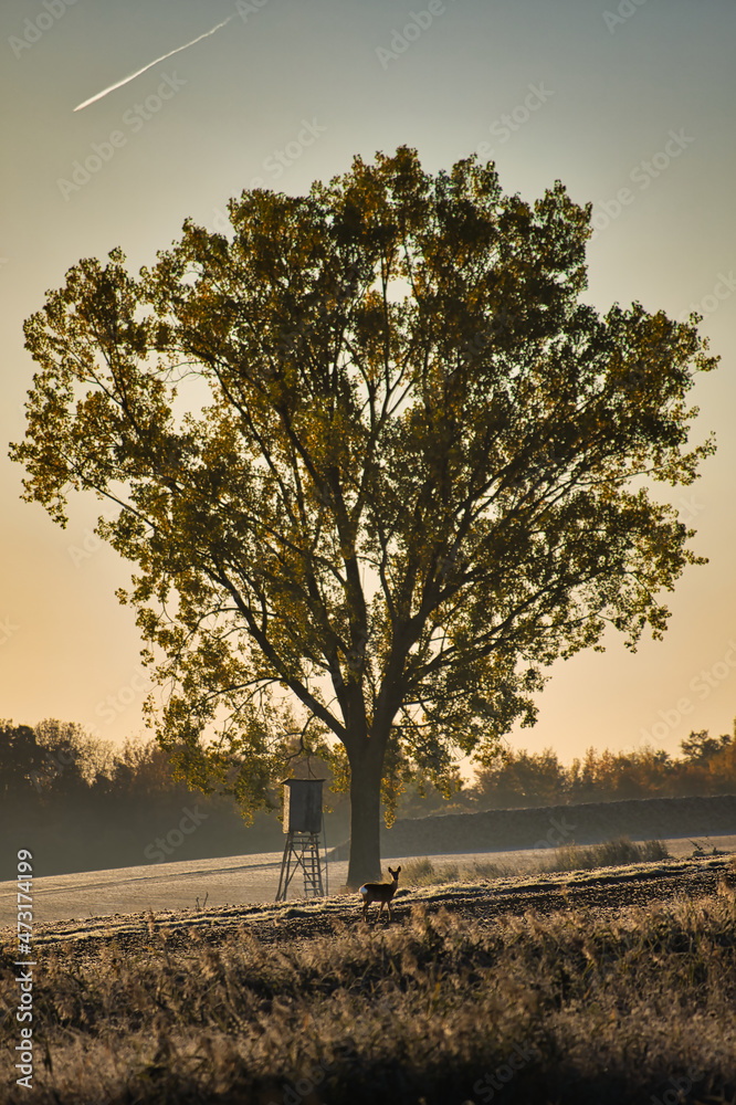 Obraz premium Sonnenaufgang