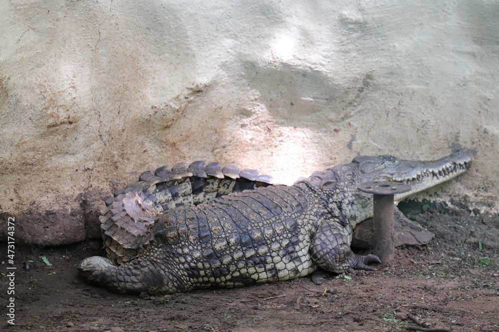Big crocodile sits for comfort at Chennai Zoo Big crocodile sits for comfort at Chennai Zoo