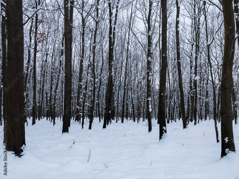 zima w lesie - obrazy, fototapety, plakaty 