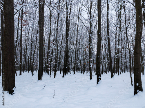 zima w lesie © Konrad