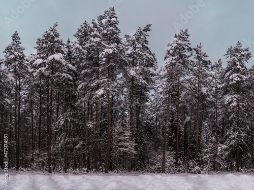 zima w lesie © Konrad