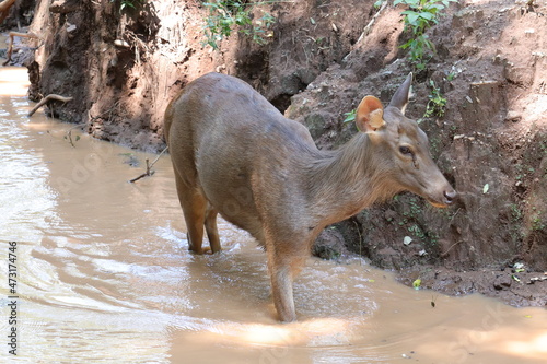  Big Indian grey brocked deer standing in the water at a popular zoo photo