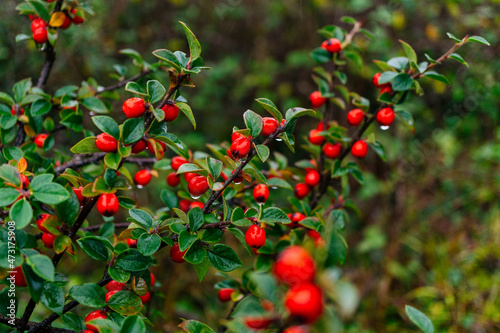 Cotoneaster spp. Foliage While Raining in Ireland