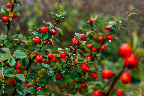 Cotoneaster spp. Foliage While Raining in Ireland