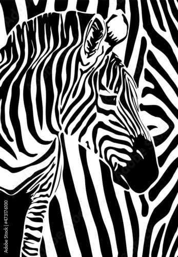 vector graphic black and white illustration of zebra head isolated on white background. white and black stripes of African zebra. useful for logos  advertising of zoos  reserves  wildlife protection.