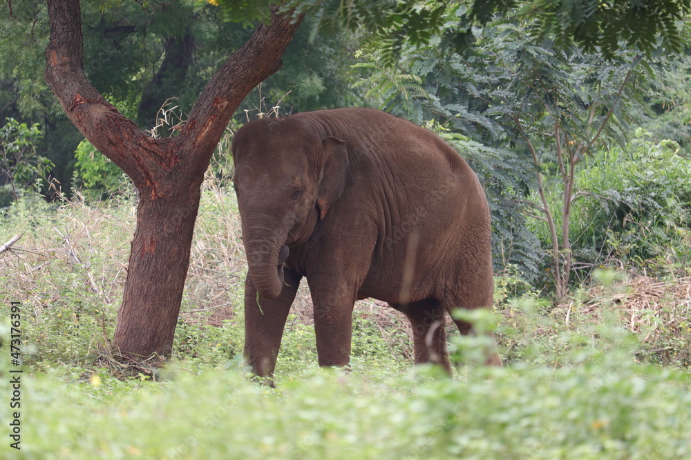 Fototapeta premium Elephant blocked with shackles in Arignar Anna zoologycal Park