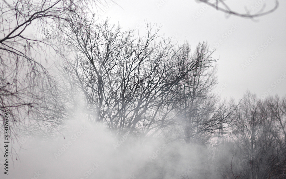 Fog or smoke. tree without leaves. Winter tree in the field. Cold season. Fog or smoke. tree without leaves. Winter tree in the field. Cold season.