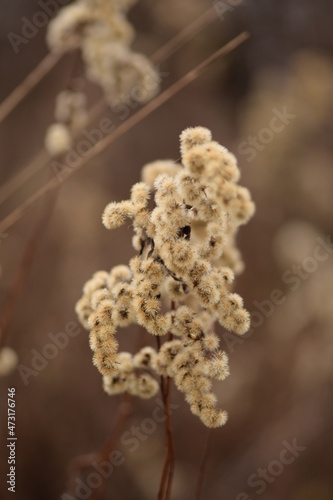 Goldenrod plant on autumn wild meadow, autumn beauty of nature, solidago dry flowers.