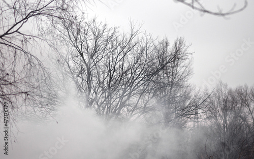 Fog or smoke. tree without leaves. Winter tree in the field. Cold season. 