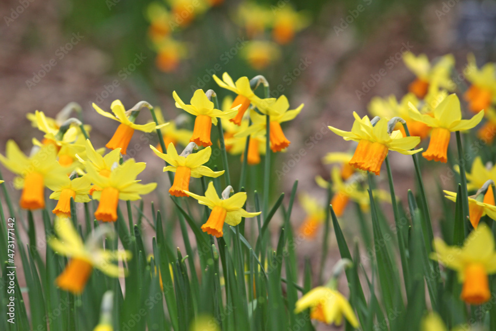 Obraz premium Pretty yellow and orange 'Narcissus' daffodil 'Jetfire' in flower