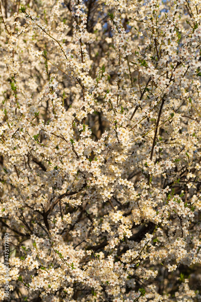 Floral background of blooming fruit trees forming a pattern Floral background of blooming fruit trees forming a pattern