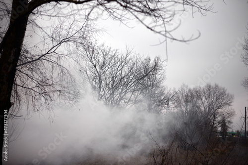 Fog or smoke. tree without leaves. Winter tree in the field. Cold season. 