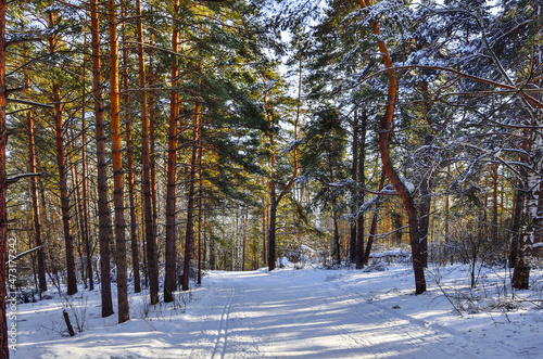 Winter walk in evergreen coniferous pine forest at frosty sunny weather. Walkway and ski track on snow -  active lifestyle and winter leisure concept. Crystal purity of air and delight beauty of natur © rvo233