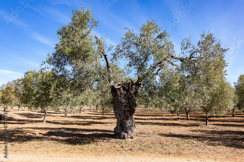 Centennial olive tree in an olive grove photo