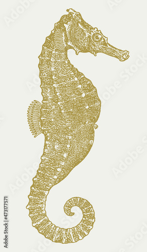 Threatened male common seahorse hippocampus kuda in profile view