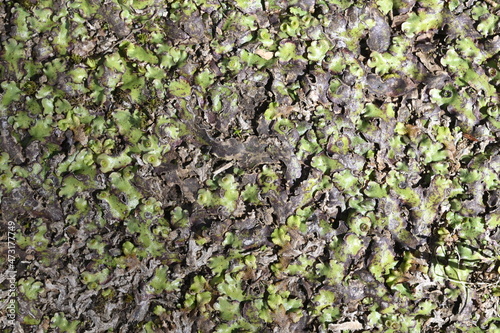 Didymoglossum cuspidatum