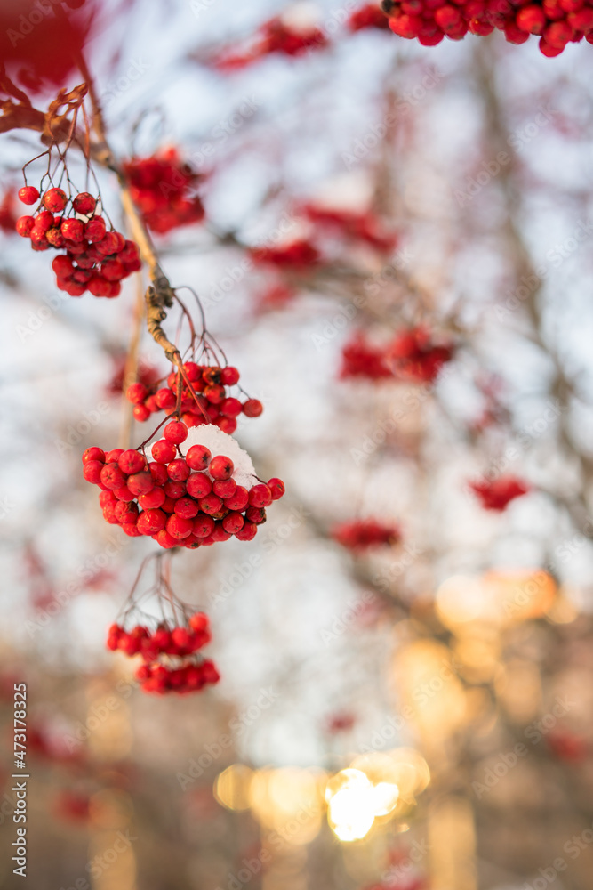 Red bunches of viburnum on the bush during a snowfall