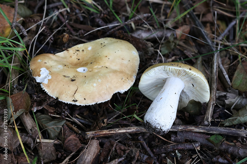 Russula medullata, a brittlegill mushroom from Finland, no common English name photo