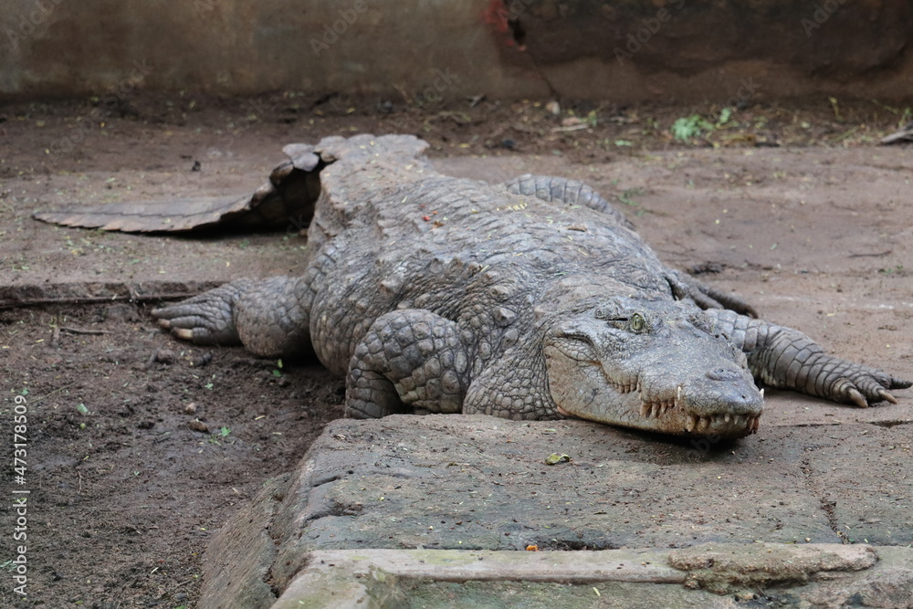 Largest Crocodile at a zoo in South India. Largest Crocodile at a zoo in South India.