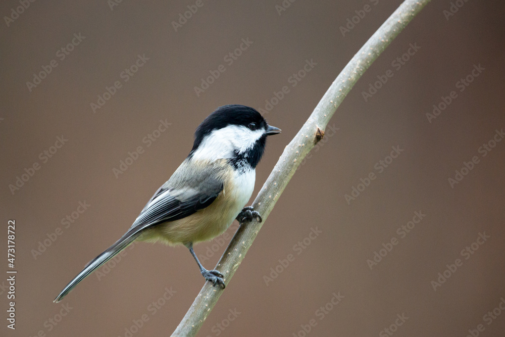 Naklejka premium chickadee on a branch, song bird preached on a branch in winter.