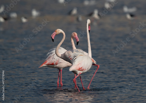 Greater Flamingos territory fight while feeding at Tubli bay, Bahrain © Dr Ajay Kumar Singh