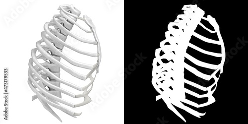 Obraz na plátne 3D rendering illustration of a stylized human rib cage anatomy