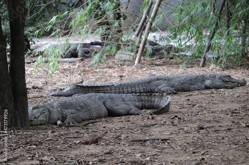  So many Crocodile's are staying at the Jungle
