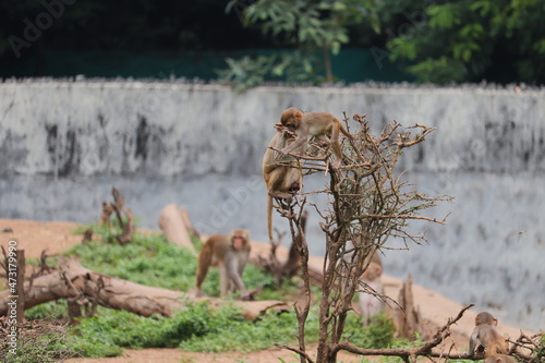 Some monkey's are jumping at the tree. © nayeem