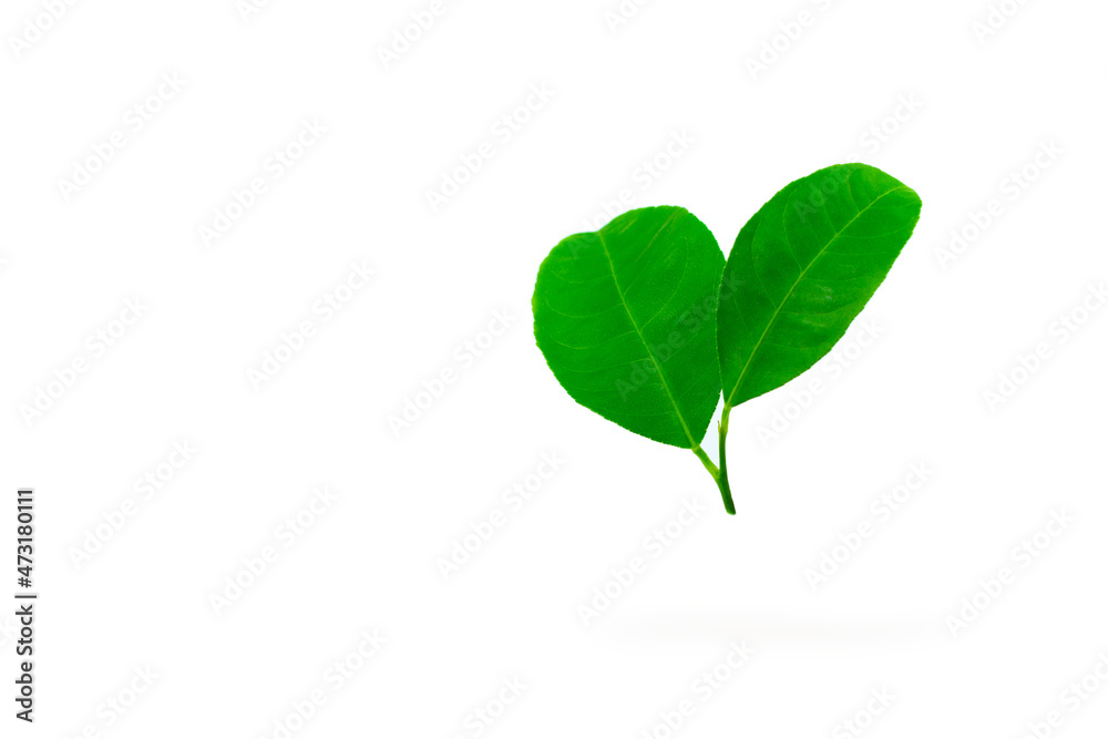 Green leaf on white background. Close up isolated lemon leaf Green leaf on white background. Close up isolated lemon leaf