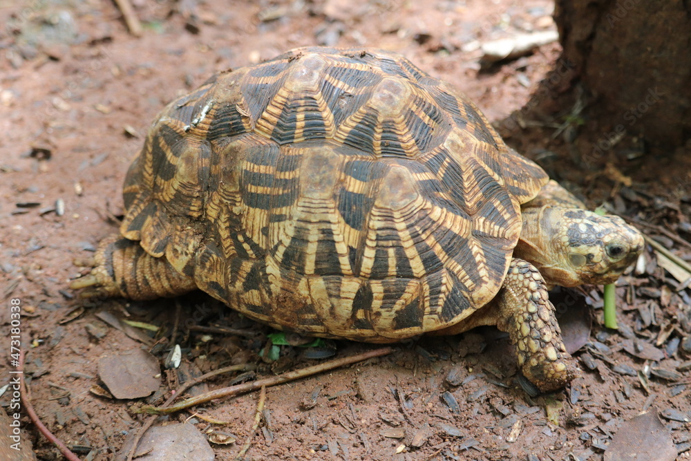 The Amazing Star tortoise at a zoo in Chennai The Amazing Star tortoise at a zoo in Chennai