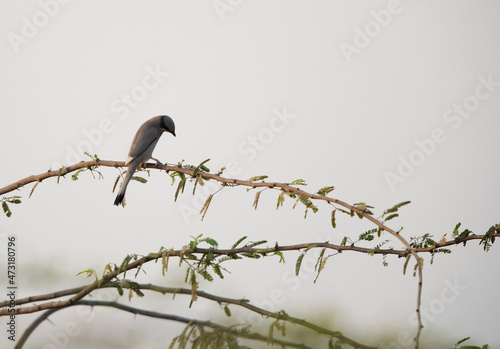 Grey Hypocolius perched on acacia tree in the morning hours, Bahrain
