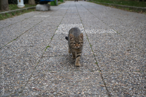 Brown mottled little cat walking on the ground  in park,