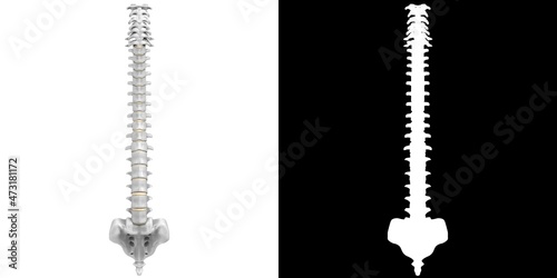 Foto 3D rendering illustration of a stylized human spine anatomy