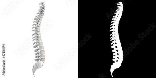 3D rendering illustration of a stylized human spine anatomy photo