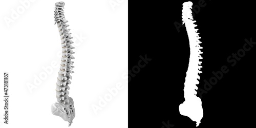 3D rendering illustration of a stylized human spine anatomy photo