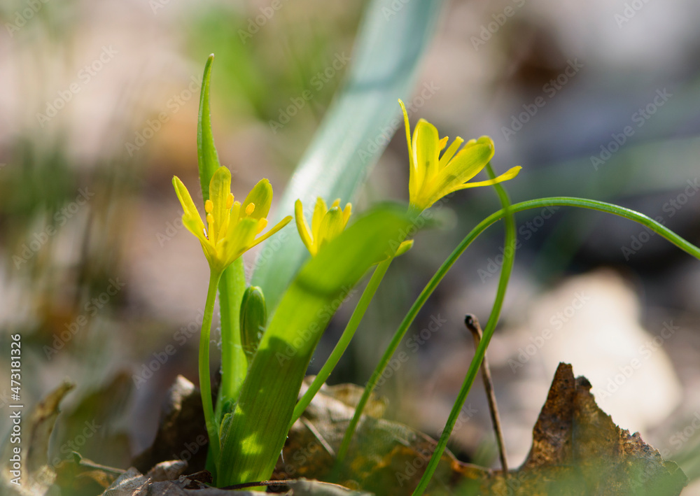 Gagea lutea. Yellow star of Bethlehem early spring flower, an Eurasian