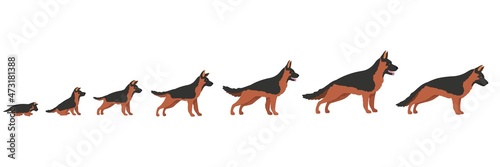 Dog growth. Stage progression growing dogs, life cycle from puppy to adult, grow up, small animal, canine baby, set decent cartoon vector illustration