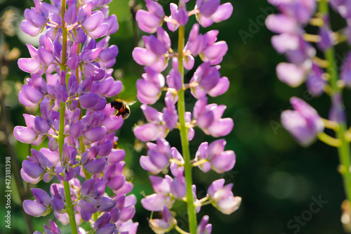 lupins. bumblebee and pink forest flower. Hot summer in nature, among flowers and herbs. Fresh air. Bumblebees and bees. big bumblebee flies on spring bloom. beautiful blurred green background