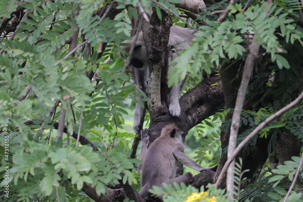 Tow monkey's are sitting on the tree's branche Tow monkey's are sitting on the tree's branche