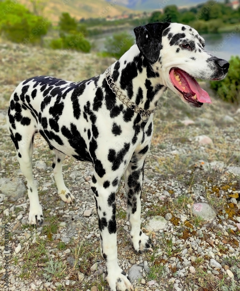 Black and white dalmatian dog spots on