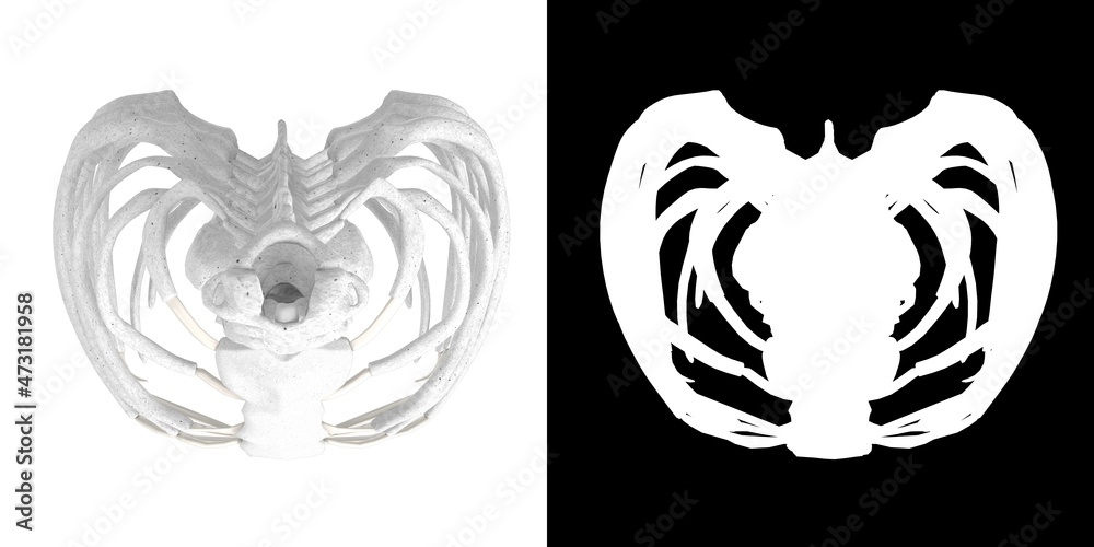 3D rendering illustration of stylized human spine torso and rib cage anatomy 3D rendering illustration of stylized human spine torso and rib cage anatomy