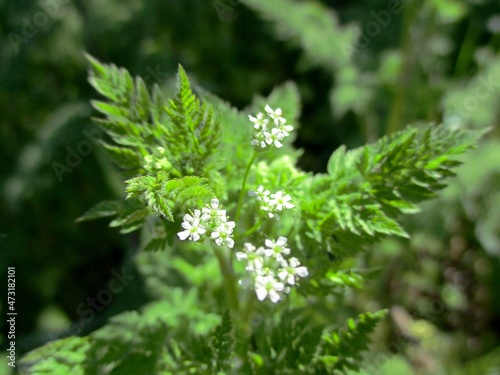 Detail of a Burr chervil (Anthriscus caucalis). Young flowers and foliage in the sun.