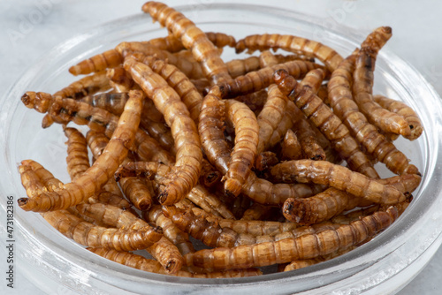 Close-up of edible insects, mealworms photo